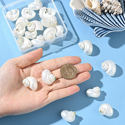 20 Stück natürliche Spiralmuschelperlen&nbsp;SSHEL-SC0001-56
