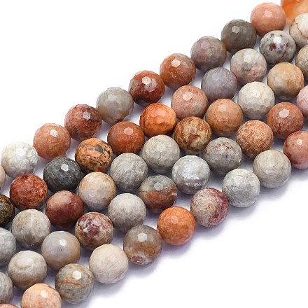 Natural Fossil Coral Beads Strands G-K310-A03-10mm-1