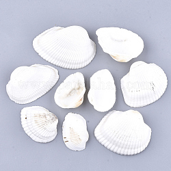Бусины из раковин моллюсков, неочищенные / без отверстий, белые, 29~51x43~71x11~20 мм
