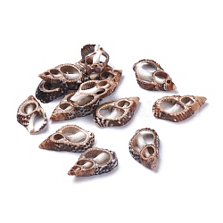 Perles de coquillage en spirale naturelle, pas de trous / non percés, Sienna, 14~22x8.5~12x3~4mm