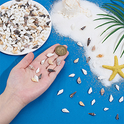 400 Stück 5 Stile natürliche Muschel- und Muscheldekorationen&nbsp;SSHEL-SC0001-61