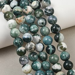 Chapelets de perles en agate d'arbre naturelle&nbsp;G-I199-03-10mm