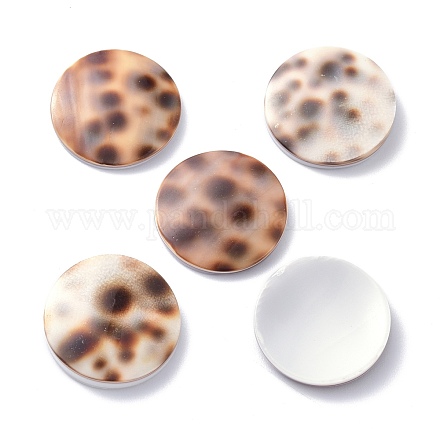 Tiger Cowrie Shell Cabochons BSHE-Z002-11-1