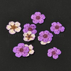 Narciso grabando flores secas, para celular, marco de la foto, scrapbooking diy artesanía hecha a mano, violeta oscuro, 7mm, 20 unidades / caja