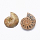 Perles fossiles d'ammonite naturelle / conque G-O182-01-3