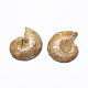 Натуральные аммонитовые / раковинные окаменелые шарики G-O182-01-2