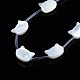 Natural White Shell Beads Strands SSHEL-S278-124A-3