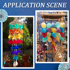 42 шт. подвески из натуральной ракушки капиз&nbsp;SSHEL-SC0001-44