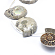 Fili di perline fossili di ammonite naturale / conchiglia G-I213-33-3