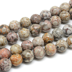 Chapelets de perles maifanite/maifan naturel pierre , ronde, 10mm, Trou: 1mm, Environ 38 pcs/chapelet, 14.76 pouce