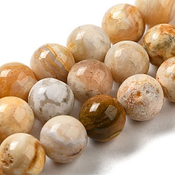 Fili di perline agata pazzesco naturale, tondo, 12mm, Foro: 1.5 mm, circa 32pcs/filo, 15.31'' (38.9 cm)