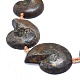 Trefoli di perline naturali di ammonite / conchiglia fossili G-O179-K02-2