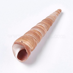 Conque naturelle&nbsp;DIY-WH0097-01