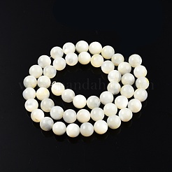 Fili di perline di conchiglia bianco naturale&nbsp;SSHEL-N003-144G-01