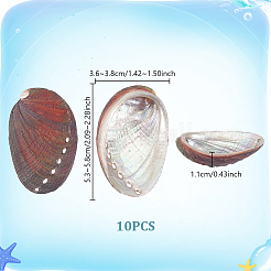 Dekorationen aus natürlichen Paua-Muscheln&nbsp;DJEW-WH0042-148A