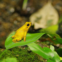 2 пакет пластиковых листьев&nbsp;DIY-FH0010-41