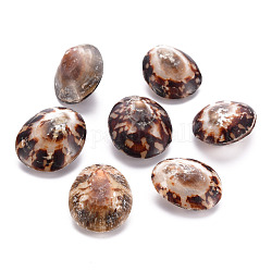 Pendenti shell naturale, sella marrone, 26.5~30x21.5~24x10~14mm, Foro: 1 mm