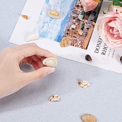 Подвески / бусы из спиральной оболочки&nbsp;SSHEL-PH0002-20