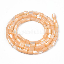 Chapelets de perles de coquille de trochid / trochus coquille&nbsp;SHEL-N003-26-B06