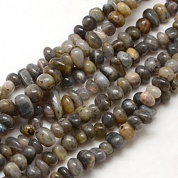 Nuggets Natural Labradorite Beads Strands, 8~12x8~10x2~8mm, Hole: 1mm, about 50~80pcs/strand, 15~16inch