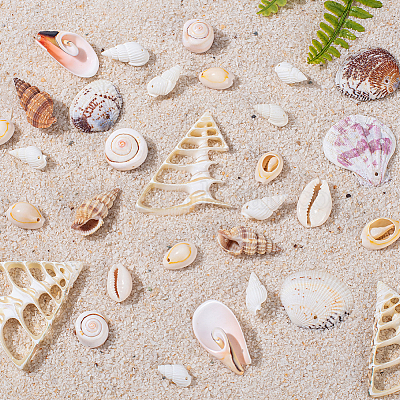 Смешанные бусины из ракушек&nbsp;BSHE-PH0003-20-1