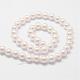 Rainbow Plated Shell Pearl Bead Strands BSHE-L025-02-10mm-2