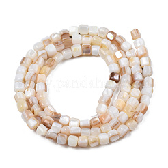 Naturali di acqua dolce perline shell fili&nbsp;SHEL-N026-198