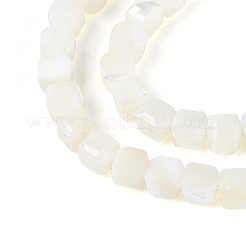 Нити бусин из натуральных трохоидных/трохус ракушек&nbsp;SSHEL-N041-04B-01