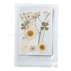 Gepresste Trockenblumen, für Handy, Fotorahmen, Scrapbooking DIY und Harzkunst Blumendekore, 120x85x0.3 mm