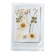 Gepresste Trockenblumen DIY-F076-01F-1