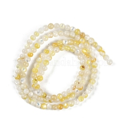 Нити бусин из натуральной ракушки трохус&nbsp;BSHE-H109-12A