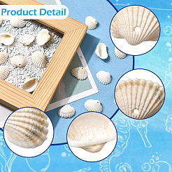 100 шт. подвески из натуральной ракушки&nbsp;SSHEL-SC0001-53