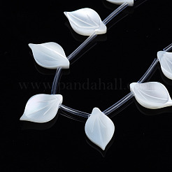 Bianco naturale perline shell fili&nbsp;SSHEL-S278-119