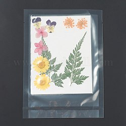 Pressed Dried Flowers, for Cellphone, Photo Frame, Scrapbooking DIY and Resin Art Floral Decors, Flower Pattern, 130x100x0.8mm