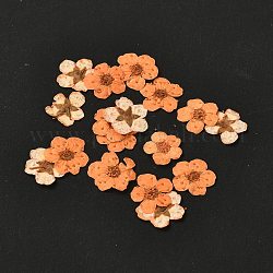 Нарцисс чеканка сушеные цветы, для мобильного телефона, фоторамки, скрапбукинг поделки своими руками, оранжевые, 7 мм, 20 шт / коробка