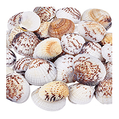 40 шт. натуральная ракушка для украшения аквариума&nbsp;SHEL-PH0001-69D