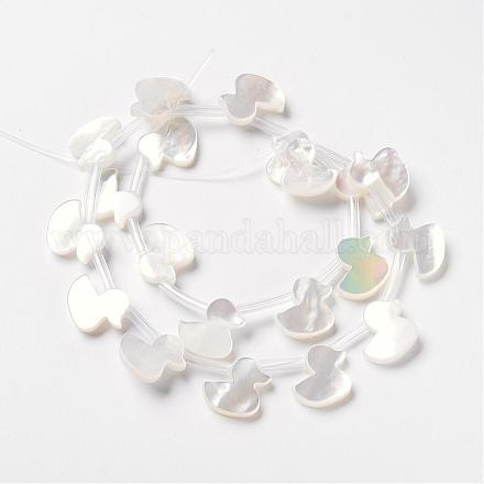 Natural White Shell Beads Strands SSHEL-H066-18-1