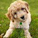 32 Uds 4 colores transparente en blanco acrílico mascota etiqueta de identificación de perro PALLOY-AB00045-6