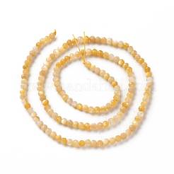Fili di perline di conchiglia giallo dorato naturale&nbsp;SSHEL-G029-01B