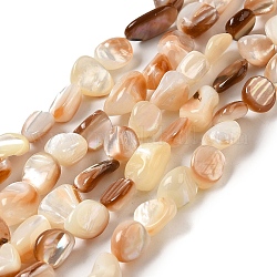 Natural Sea Shell Beads Strands, Nuggets, 8~14.5x4~10x4~10mm, Hole: 0.9mm, about 38~41pcs/strand, 14.69''~15.16''(37.3~38.5cm)