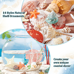 14 стиль украшения из натуральных ракушек&nbsp;AJEW-PH0011-89