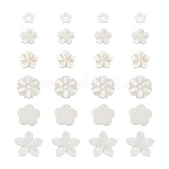 Природные подвески оболочки пресноводных&nbsp;SSHEL-KS0001-01