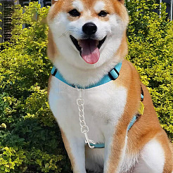 4 шт. Двойные поворотные застежки из сплава&nbsp;FIND-GO0001-81P