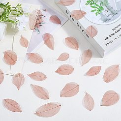 100 шт. сушеные цветы и листья&nbsp;AJEW-CP0009-41C