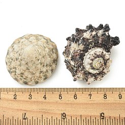 Натуральные бусы из ракушек и ракушек&nbsp;SHEL-XCP0001-10