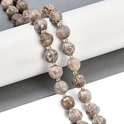 Натуральные бусины из ископаемых раковин G-G182-B11-05