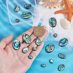 18 шт. 3 стиля натуральных кабошонов из ракушек пауа&nbsp;SSHEL-PH0001-43