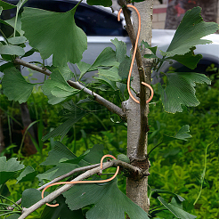 Поддержка роста медного завода&nbsp;DIY-NB00006