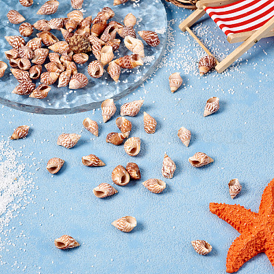 Натуральная раковина&nbsp;FIND-TAC0026-10D-1