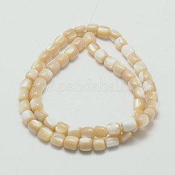 Натуральная морская ракушка&nbsp;LS-SSHEL-M014-22